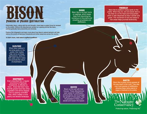 bison-construction,Benefits of Bison Construction,