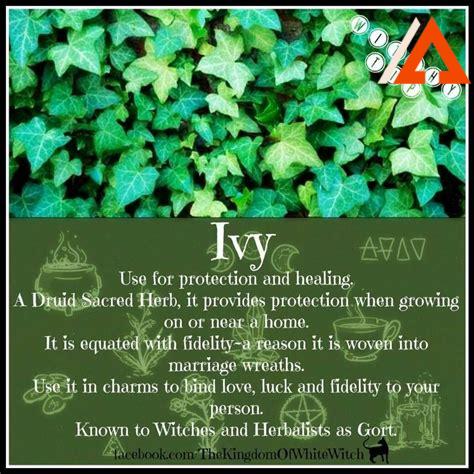 ivy-construction,Benefits of Using Ivy Construction,