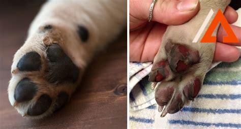 paw-construction,Primary Causes of Paw Damages,